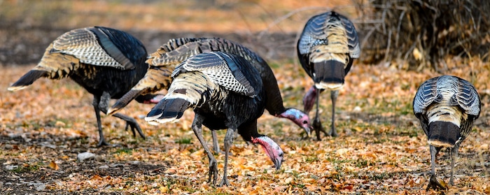 (Steve Griffin  |  The Salt Lake Tribune) Wild turkeys forage in the fall leaves outside of Ophir in Tooele County on Wednesday, Nov. 22, 2017.