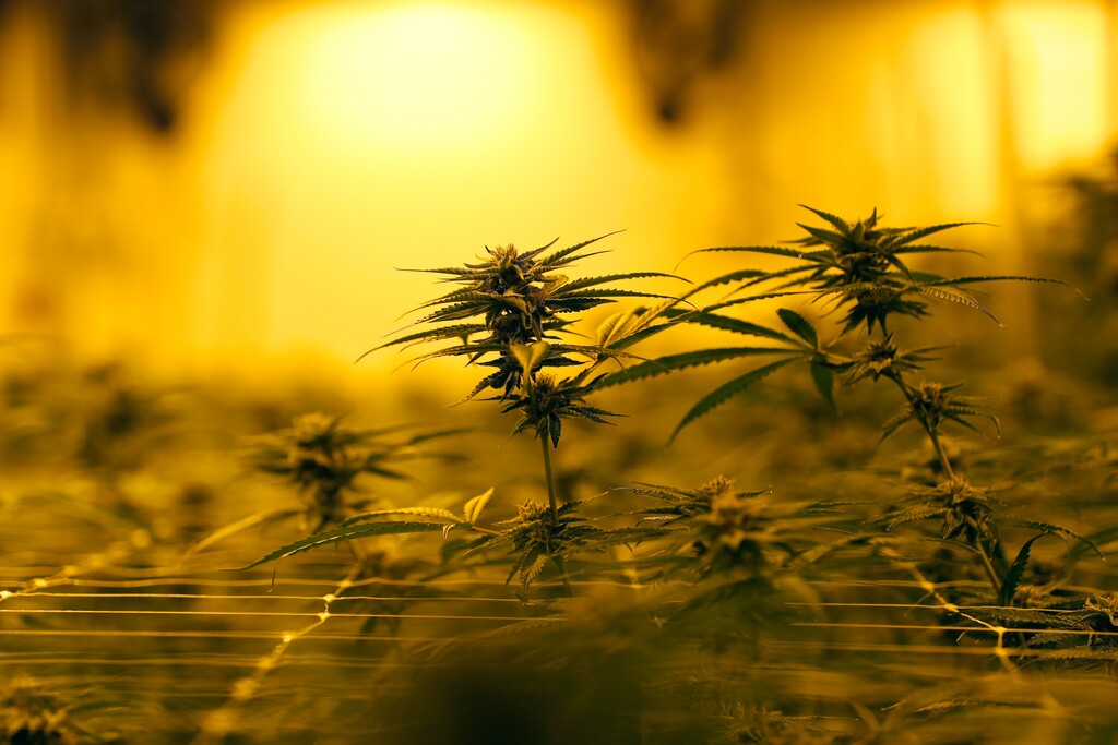(AP Photo/Gerald Herbert) Marijuana plants growing under special grow lights, at GB Sciences Louisiana, in Baton Rouge, La., Tuesday, Aug. 6, 2019.