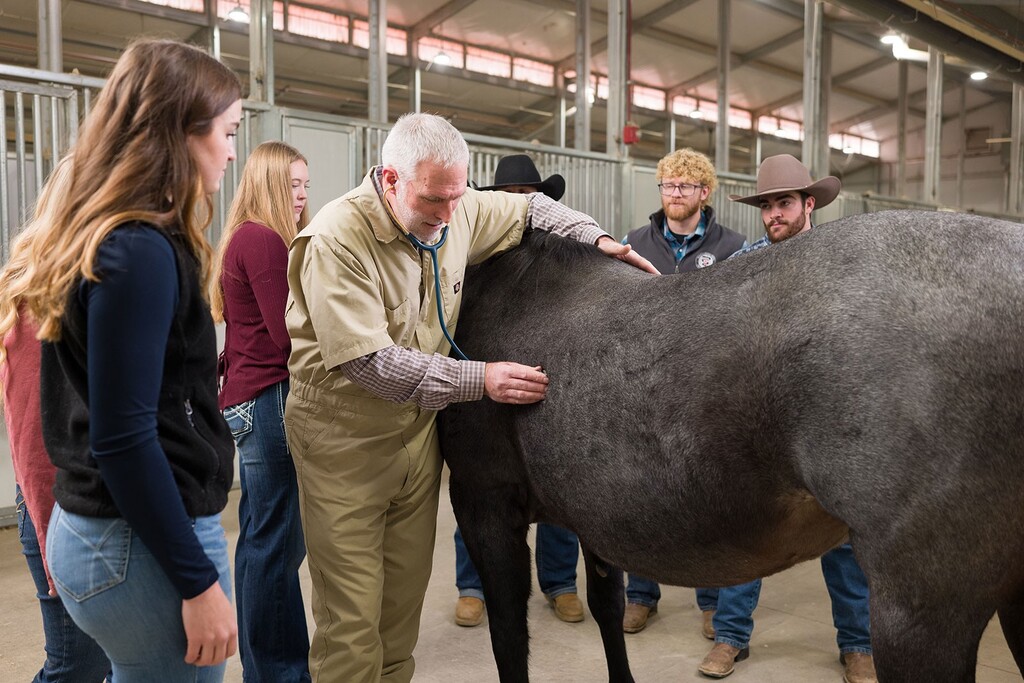 Dirk Vanderwall uses a stethoscope on a dark grey horse while students watch.