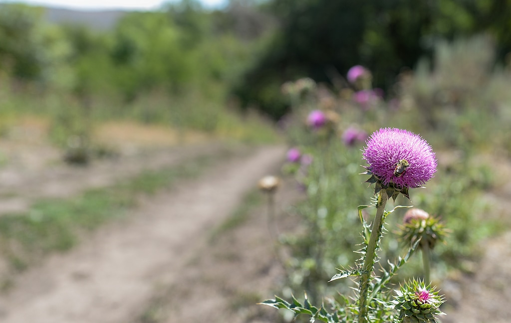 (Chris Samuels | The Salt Lake Tribune) The Yellow Fork Trail outside Herriman, Wednesday, July 21, 2021.