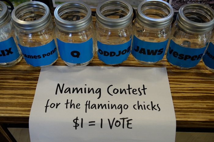 (Francisco Kjolseth  |  The Salt Lake Tribune)  Tracy Aviary has a variety of new birds, including three new baby Chilean Flamingos. The trio, ranging in age from 14 to 29 days of age are growing fast and the aviary is currently having a naming competition. Every egg that is laid at the aviary is given a number. Chick 3 just happened to get the egg number 007, so keepers decided to theme the flamingo chick naming contest with 007 names. 