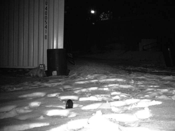 (Photo courtesy of Hogle Zoo) Mushu the Pallas' cat is caught on surveillance footage at Hogle Zoo after he escaped from his habitat area on Sunday, Jan. 28, 2018.