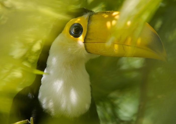 (Francisco Kjolseth  |  The Salt Lake Tribune)  Tracy Aviary has a variety of new birds, including three new baby Chilean Flamingos and a baby Toco Toucan, who's additional colors will come in as it ages. The Toco Toucan is the first the first ever to hatch at the aviary, after an incubation period of 19 days and an additional 50 days in a nest log till all of its feathers came in as seen on Tuesday, Aug. 14, 2018. 