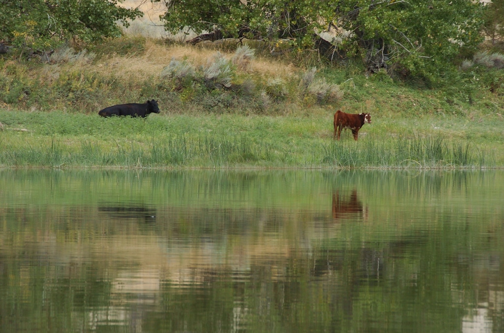 (Matthew Brown via AP) A Biden administration proposal would allow the sales of conservation leases on federal lands to restore degraded habitat.