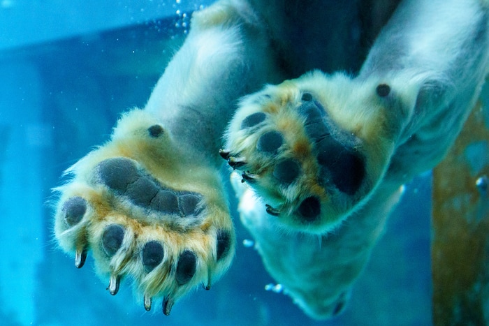 (Trent Nelson  |  The Salt Lake Tribune) Neva, a 5-year-old female polar bear, explores her new home in the Rocky Shores exhibit at Hogle Zoo in Salt Lake City on Tuesday, Jan. 4, 2022.