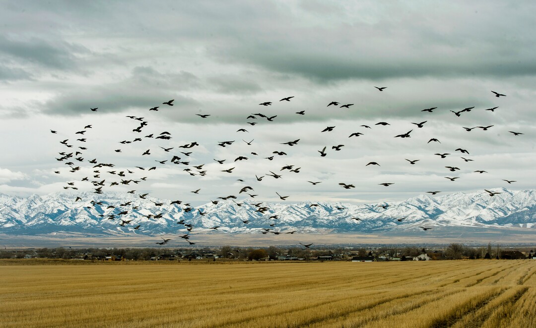 (Rick Egan  |  The Salt Lake Tribune)         The Romney Group, a private real estate investment company, is pushing for the creation of a 12,000-acre satellite port in Tooele County, which includes Erda. Tuesday, Jan. 28, 2020.