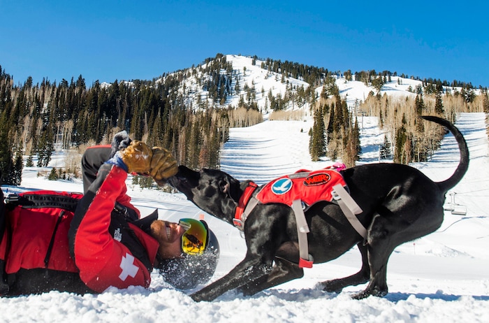 (Rick Egan  |  The Salt Lake Tribune)       Handler, Trevor John plays with his Avalanche dog Lumen, at Solitude Ski Resort, Thursday, March 5, 2020.
