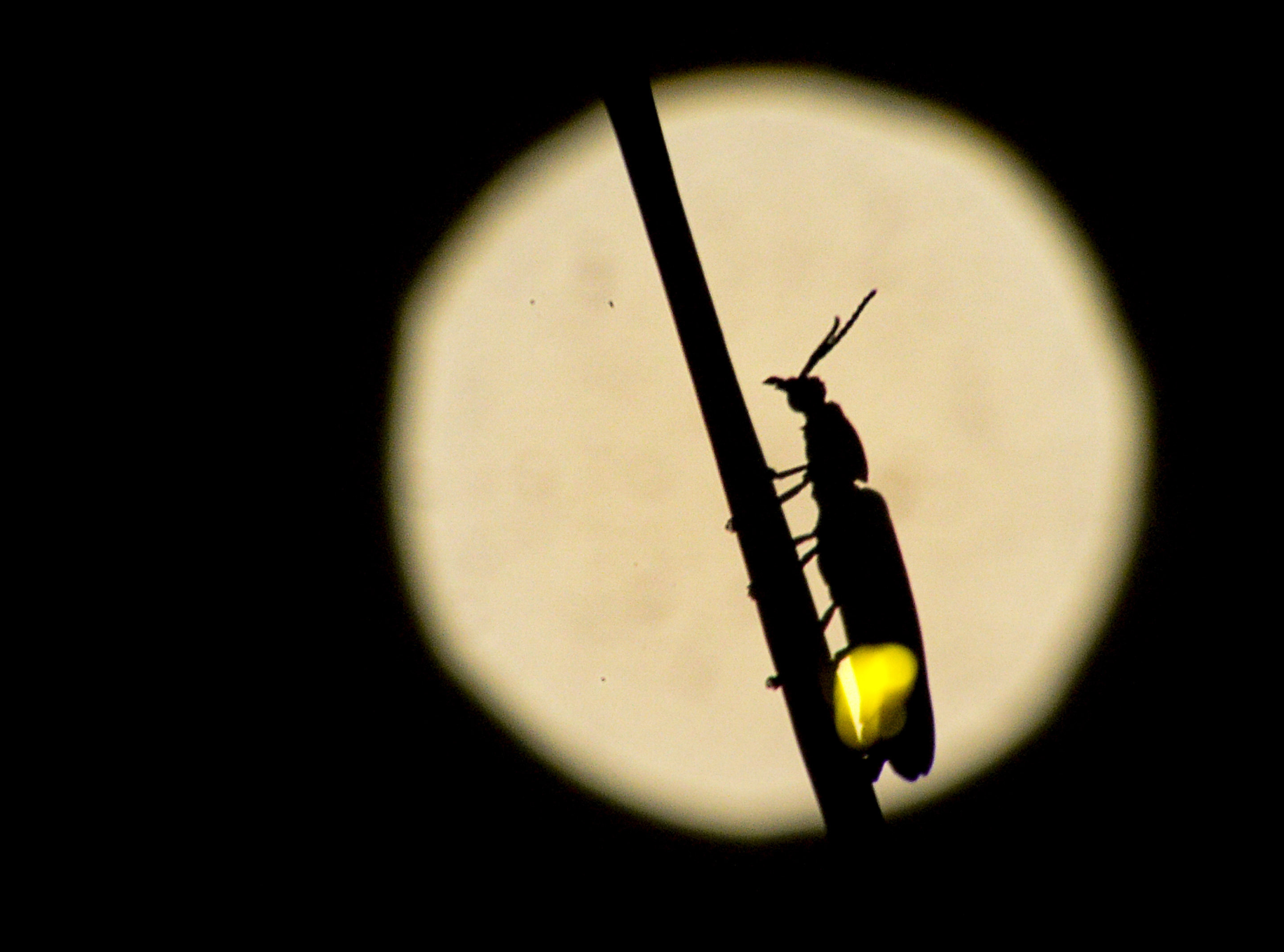 In this June 18, 2019 photo, a firefly blinks and flirts for the opposite sex on a June Strawberry Moon, in Spanish Fork, Utah. (Leah Hogsten/The Salt Lake Tribune via AP)