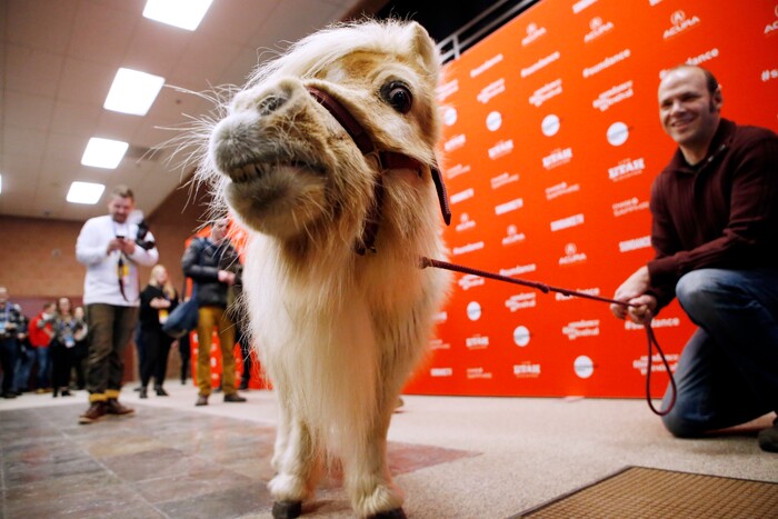 A miniature horse named Daisy, who appears in the film as a character named Butterscotch, poses as director, screenwriter and actor Nathan Zellner, right, looks on at the premiere of "Damsel" during the 2018 Sundance Film Festival on Tuesday, Jan. 23, 2018, in Park City, Utah. (Photo by Danny Moloshok/Invision/AP)