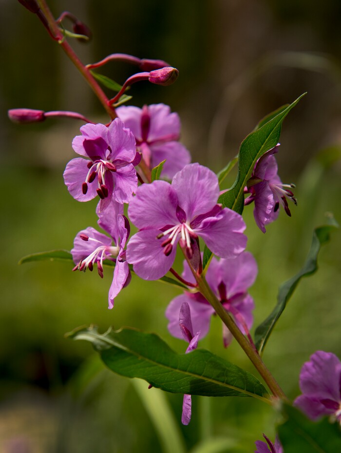 (Leah Hogsten  |  The Salt Lake Tribune) Fireweed dots Mirror Lake's shores and wet meadows, Aug. 6, 2017.