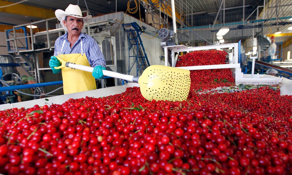 (Al Hartmann  |  Tribune file photo) A worker keeps freshly picked tart cherries from McMullin Orchard moving through the sorting and packaging process in their processing facility in Payson.