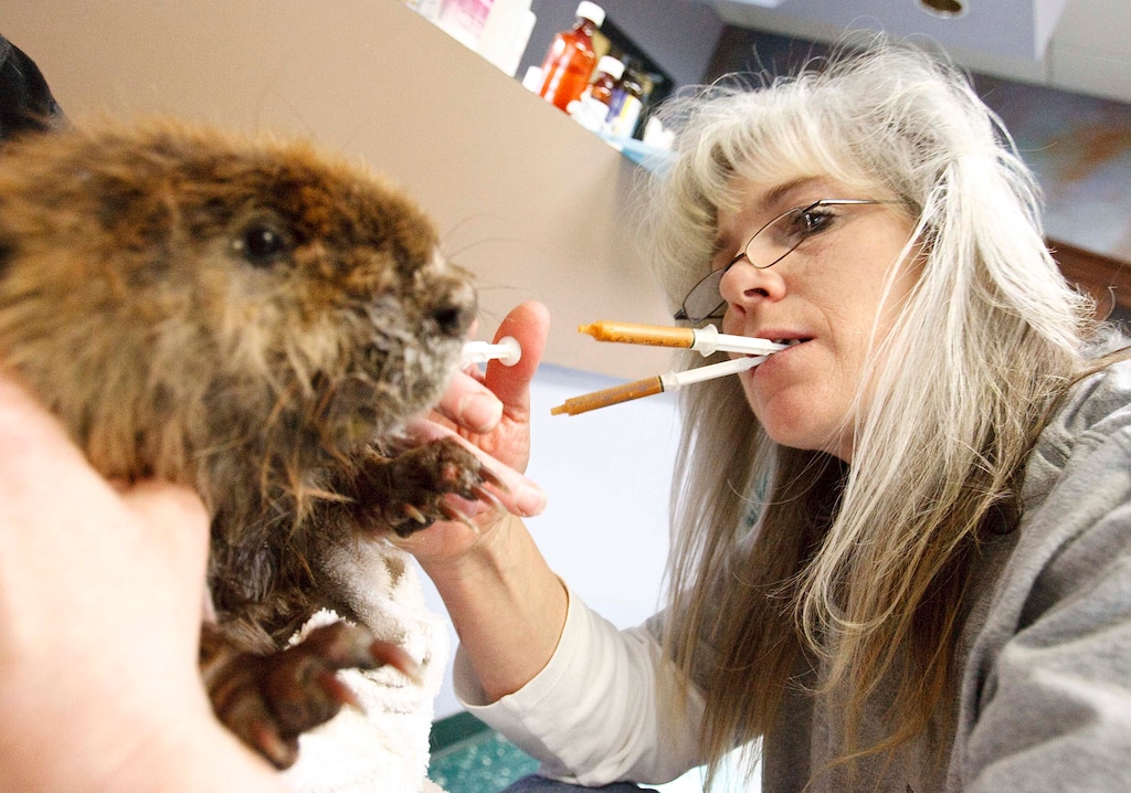 (Leah Hogsten | The Salt Lake Tribune)
A beaver gets a syringe of nutrient rich food from Wildlife Rehabilitation Center of Northern Utah executive director DaLyn Marthaler to supplement its diet of aspen, willow, sweet potatoes and carrots in this file photo from April 4, 2013. In March, the WRCNU was given an eviction notice from Ogden City, and it has been searching for a new home since.