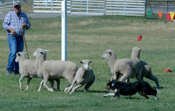 (Al Hartmann  |  The Salt Lake Tribune) 	
Thad Fleming and his dog Gem work five sheep towards the shedding ring during the first round of the Supreme Source Solider Hollow Classic Sheep Dog Trials, Friday Sept. 1 in Midway.  The Supreme Source Soldier Hollow Classic brings together many of the world’s top sheep dogs from Scotland, Ireland, South Africa, Canada, Germany and the United States. The trials last through Sept. 4.