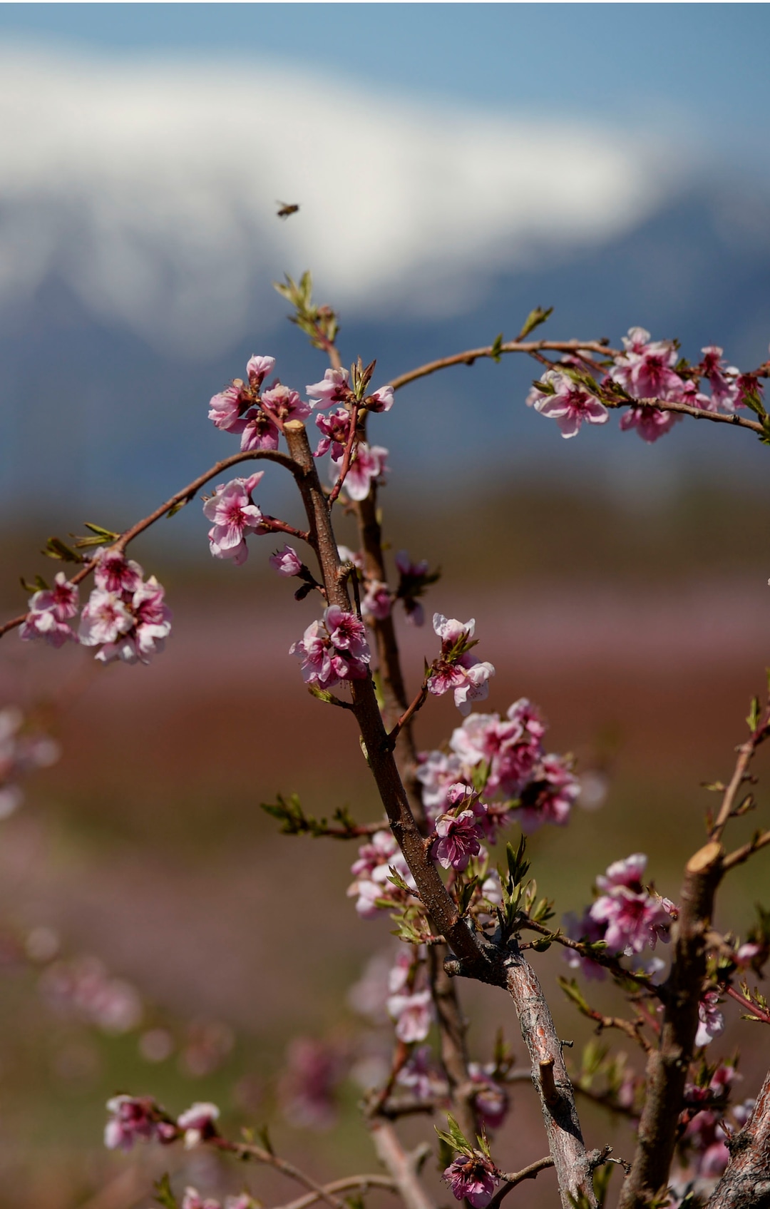 (Leah Hogsten  |  The Salt Lake Tribune) A Rosa peach tree blossoms in the Riley orchard in Perry, on April 14, 2020.