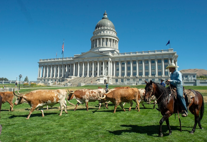 (Rick Egan  |  The Salt Lake Tribune)       Cowboys move Longhorn cattle to a pen on the lawn in front of the Utah State Capitol after a news conference on the Days of 47 festivities, Tuesday, July 16, 2019.