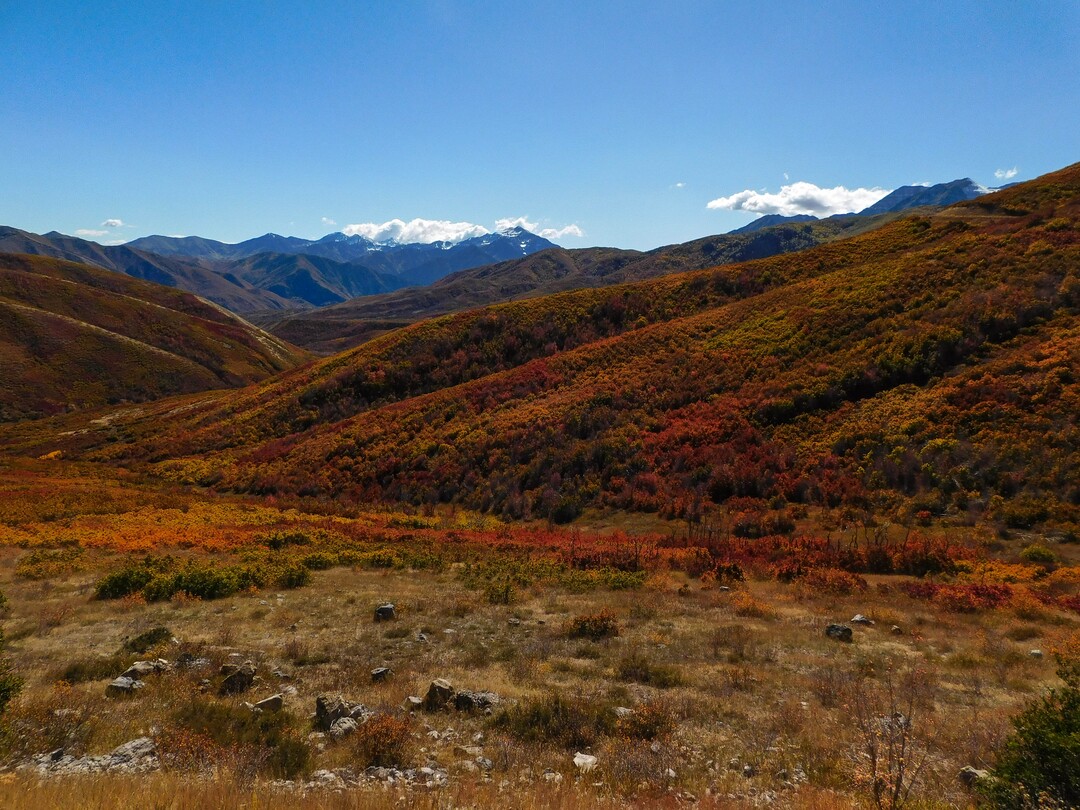 (Erin Alberty|The Salt Lake Tribune) Maples, oak, and aspen paint the slopes around Forest Road 114 with fall color on Oct. 9, 2017 in Wasatch County.