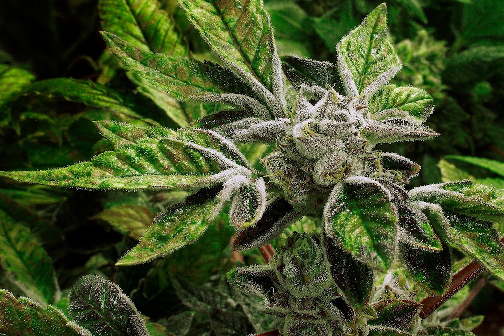 FILE - In this Sept. 15, 2015 file photo, marijuana plants with their buds covered in white crystals called trichomes, are nearly ready for harvest in the "Flower Room" at the Ataraxia medical marijuana cultivation center in Albion, Ill. Marijuana-friendly doctors in states with similar medical cannabis laws face starkly different treatment by government regulators. When it comes to oversight of doctors, enforcement practices vary in the 23 states allowing medical cannabis. How governments oversee pot doctors has become an issue even in more tolerant states such as California and Colorado.  (AP Photo/Seth Perlman, File)