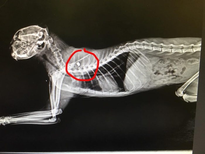 (Photo courtesy of RSQ Dogs) An x-ray of Lucky the cat shows where the bullet remains. Lucky was found shot in Hildale, Utah.