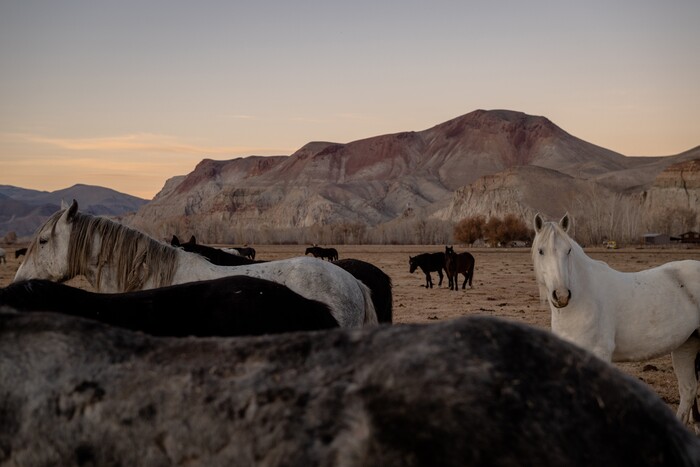 (Hilary Swift | The New York Times) Horses rounded up by the Bureau of Land Management in Challis, Idaho, Nov. 5, 2019. With too many animals on public lands and too many on the public's hands, the federal wild horse management program is short of money or palatable solutions.