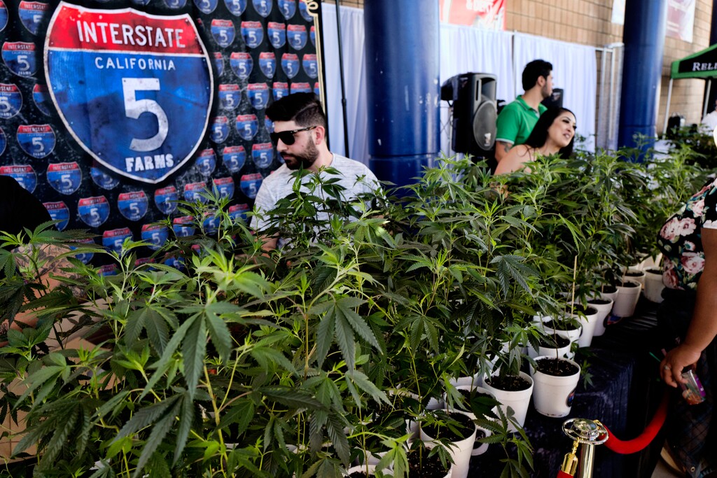 (AP Photo/Richard Vogel, File)

This Oct. 20, 2018, photo shows marijuana clone plants displayed for sale by Interstate 5 Farms at the cannabis-themed Kushstock Festival at Adelanto, Calif.