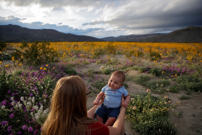 In this Wednesday, March 6, 2019, photo, Rene Garcia holds her three-month-old son Brandon amid wildflowers in bloom near Borrego Springs, Calif. Two years after steady rains sparked seeds dormant for decades under the desert floor to burst open and produce a spectacular display dubbed the "super bloom," another winter soaking this year is shaping up to be possibly even better. (AP Photo/Gregory Bull)