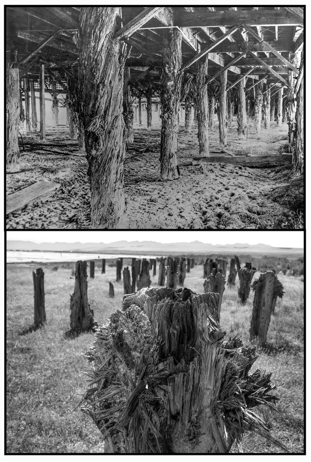 (Utah State Historical Society, Leah Hogsten |The Salt Lake Tribune) Wood pilings from 1898 that once bolstered the boardwalk for the former Saltair Resorts, top, are still standing as the photograph taken Thursday, July 21, 2022 shows, bottom. According to the Utah Division of State History website "driving the pilings into the lake bottom was the first challenge to building the resort. The first layer of the lake bottom consisted of loose sand, roughly twelve inches deep. In order to drive the pilings into next layer of dense sodium sulphate, engineers forced steam through pipes to temporarily dissolve the lake bottom where the posts would be placed. After a few hours, the sodium hardened around the posts, locking them into place." 