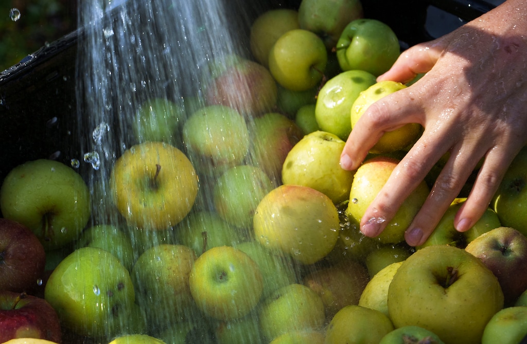 (Leah Hogsten | The Salt Lake Tribune) Over 5,000 pounds of apples were pressed Oct. 21, 2022, to make hard cider during the annual collaboration between Mountain West Cider and The Green Urban Lunchbox. About 300 Salt Lake County homeowners donated Grade B apples to be pressed into limited release, small-batch Green Urban Lunchbox Hard Cider with varieties of local apples from Salt Lake County.
