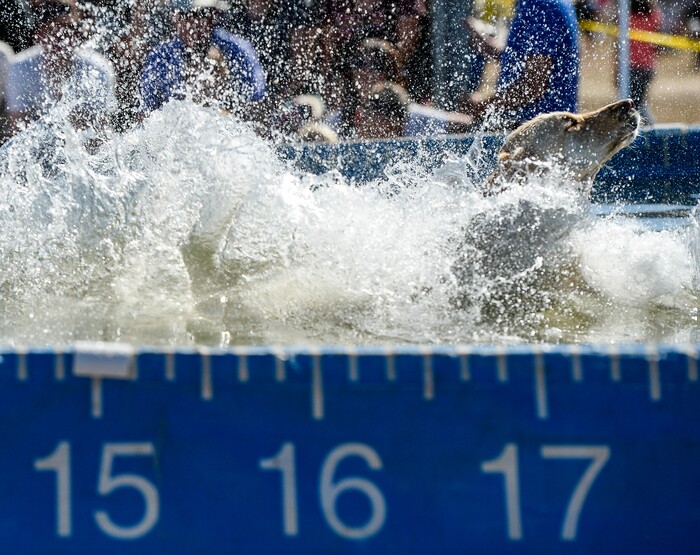 (Francisco Kjolseth | The Salt Lake Tribune) Dogs soar and splash as they go for distance in the DockDogs Big Air Wave competition as part of the annual Soldier Hollow Classic on Monday, Sept. 2, 2019.