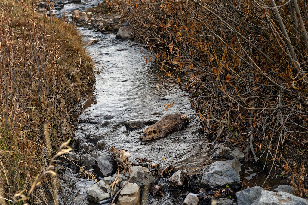 (Kim Raff | The New York Times) A beaver that was trapped, quarantined and relocated swims after being released in Little Creek, near Paragonah, Utah on Nov. 11, 2025. Across the drying West, beavers are increasingly valued for the ecological role their dams play. Utah is leading the way in providing an alternative to killing them when human landowners want them gone.