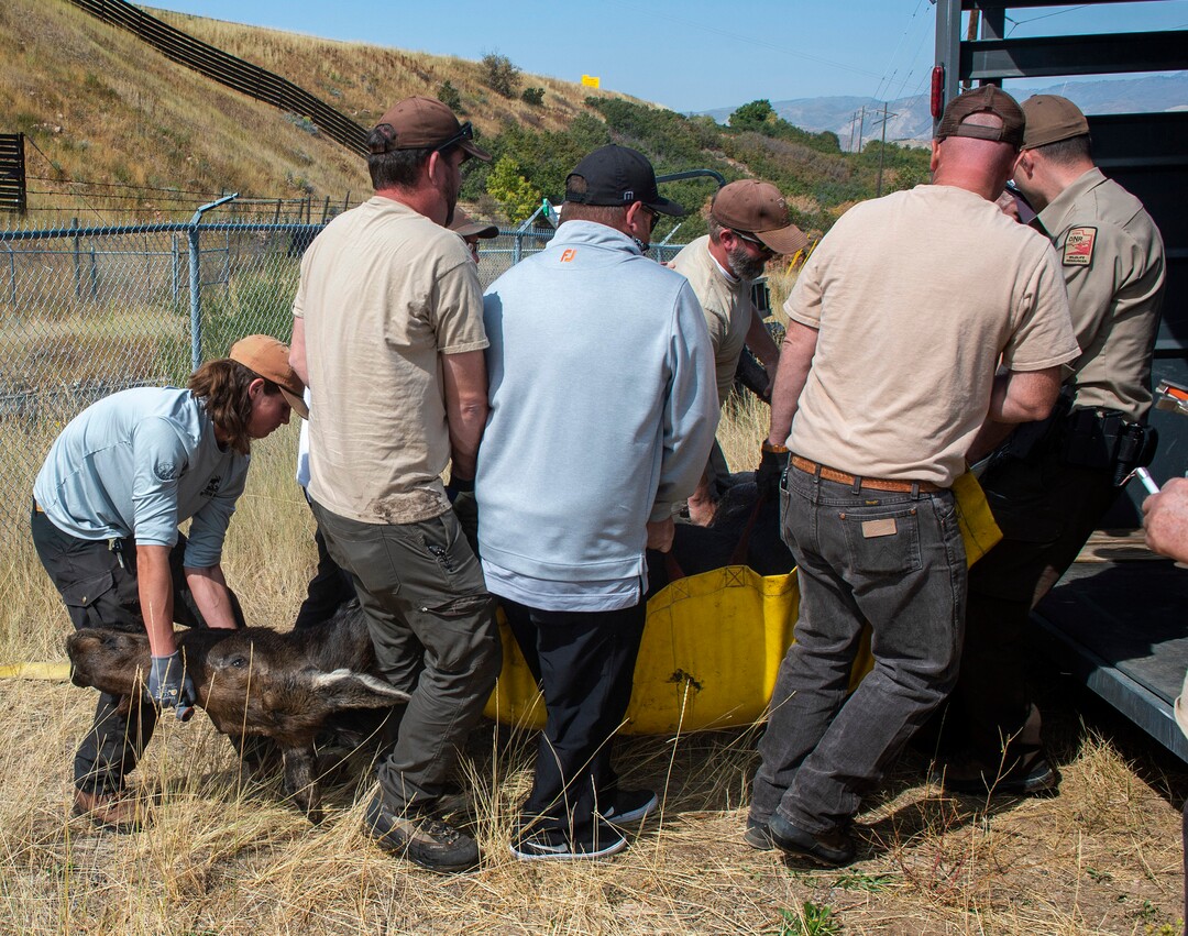 (Rick Egan  |  The Salt Lake Tribune)   Workers from Utah Division of Wildlife Resources and Mountain Dell Golf Course, rescue a moose that got stranded in the Lambs Creek diversion pond near Mountain Dell golf course, on Sunday, September 20, 2020. Sunday, Sept. 20, 2020.