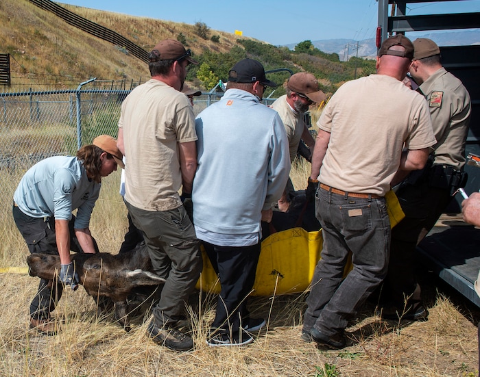 (Rick Egan  |  The Salt Lake Tribune)   Workers from Utah Division of Wildlife Resources and Mountain Dell Golf Course, rescue a moose that got stranded in the Lambs Creek diversion pond near Mountain Dell golf course, on Sunday, September 20, 2020. 
Sunday, Sept. 20, 2020.