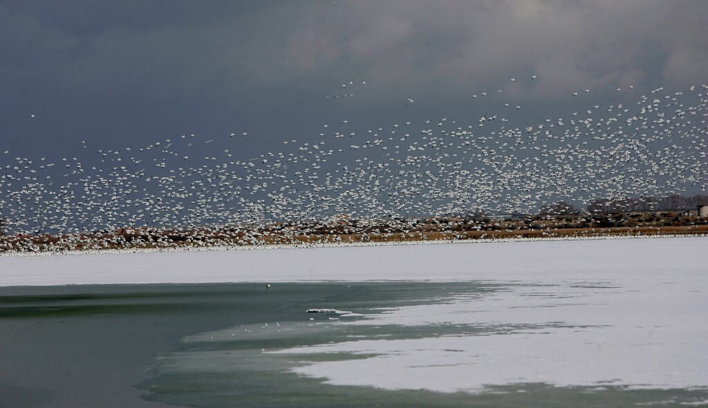 (Rick Egan | Tribune File Photo) Snow Geese fly over  Gunnison Bend Reservoir, during the annual Delta Goose Festival in 2010.  The state wildlife is holding its annual Snow Goose Day viewing event during the Delta Snow Goose Festival Feb. 21 and 22. Each spring as many as 20,000 snow geese and Ross' geese fly through Utah on their migratory flights north. The waterfowl stop at Gunnison Bend Reservoir for a break, providing excellent viewing opportunities.
