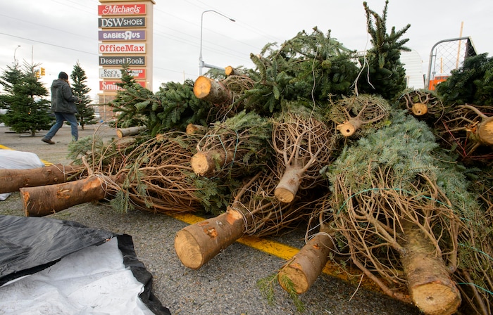 (Steve Griffin  |  The Salt Lake Tribune) Lucas  Brown sets up a J & T Christmas Tree lot at 7200 south 900 east in Middle, Utah Monday November 20, 2017. Utah Christmas tree lots will have less stock and higher prices this year due to a regional shortage of Christmas trees.