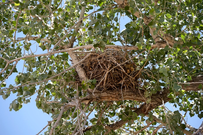 (Francisco Kjolseth | The Salt Lake Tribune) A red-tailed hawk nest is perched high on a large cottonwood tree in an industrial area of Salt Lake City.