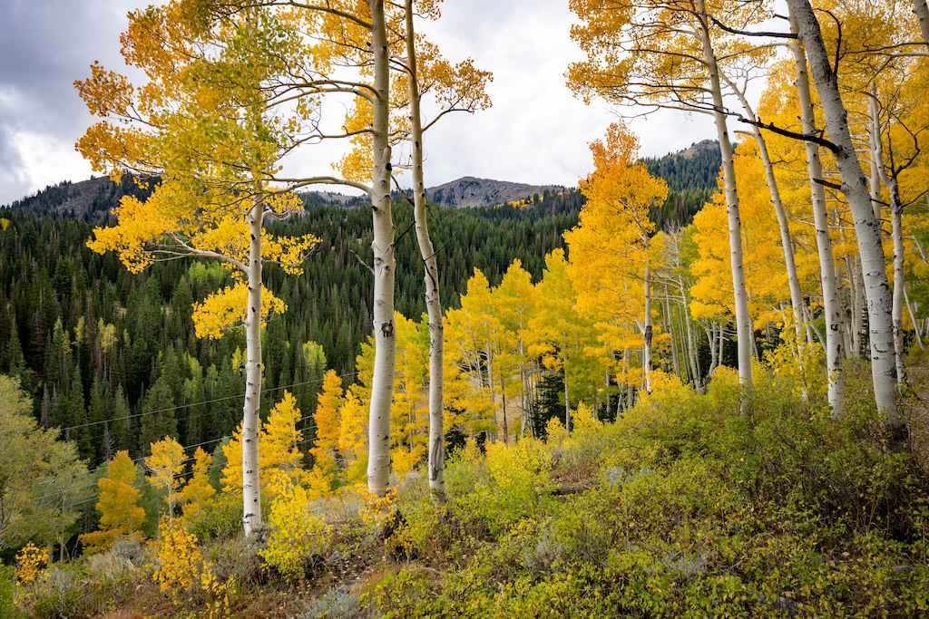 (Rick Egan | The Salt Lake Tribune) Fall colors near Bloods Lake Trail, on Sept. 22, 2026. Temperatures are expected to drop to fall-like levels on Oct. 10 and 11, according to the National Weather Service.
