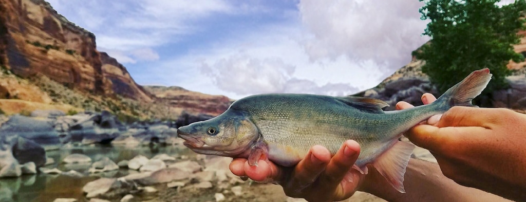 (Photo courtesy of U.S. Fish and Wildlife Service) A humpback chub.