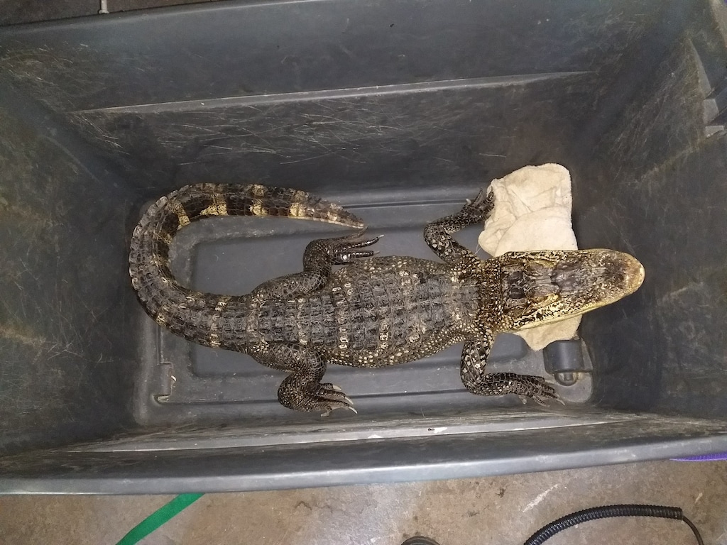 (Photo courtesy of the Utah Division of Wildlife Resources) This alligator is one of dozens of animals taken by Salt Lake County animal-control officers after they learned they had been left in a warehouse in Midvale. The more exotic animals, like this alligator, is now being cared for by the Utah Division of Wildlife Resources. The believed owner, Jim Dix, is said to be in the hospital.
