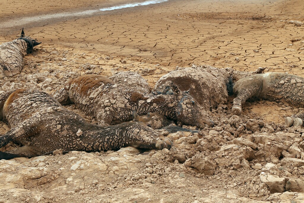 (Mihio Manus | Navajo Nation | The Associated Press)In this Tuesday, May 1, 2018, photo provided by the Navajo Nation, scores of dead horses are shown in a dried up stock pond on Navajo tribal land in northern Arizona, apparently after getting trapped in the mud. Navajo tribal officials say that 111 horses died in the pond over the past week and they are trying to determine how best to deal with the carcasses.