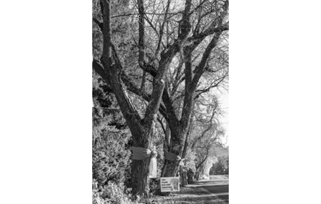 (Shauna Hart) Ash trees line Logan's Canyon Road.