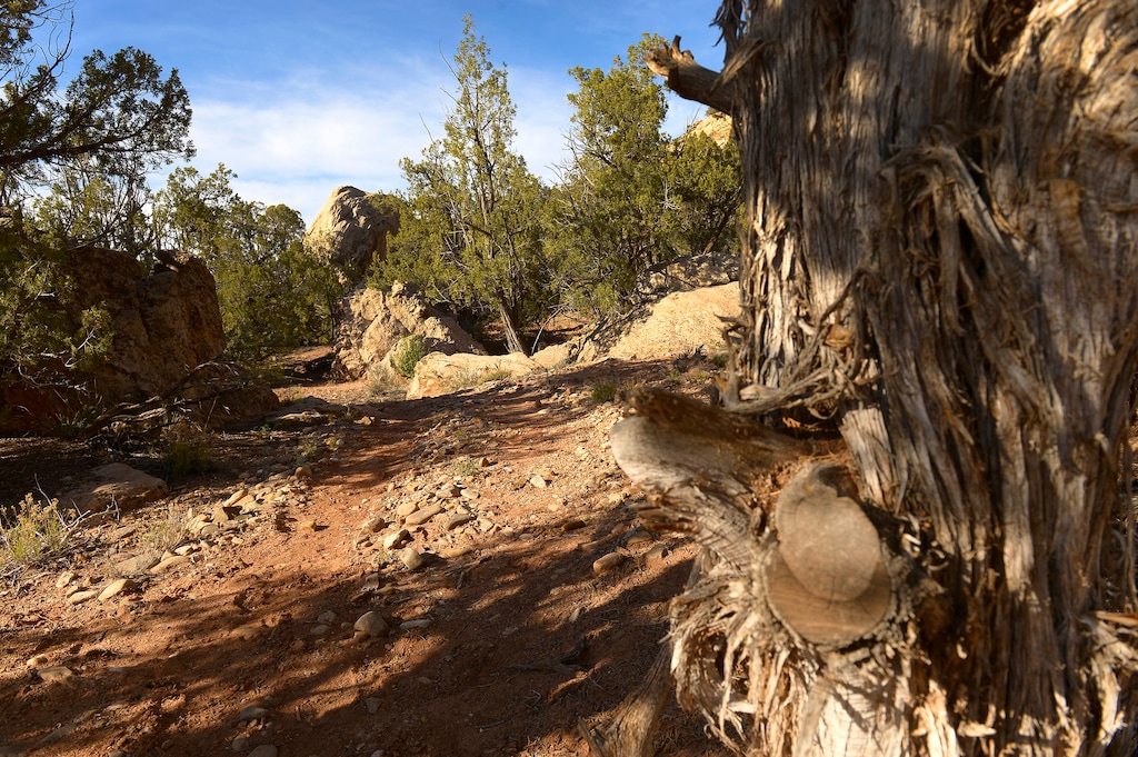 Leah Hogsten  |  The Salt Lake Tribune
Blanding residents illegally built this ATV trail through Recapture Canyon, which the BLM closed to motorized use in 2007 to protect archaeological sites. After a decade of failed efforts to reopen the route, San Juan County is now suing the federal government to get title to it under RS2477, a repealed law that once granted counties' rights-of-way to routes cut across public lands.