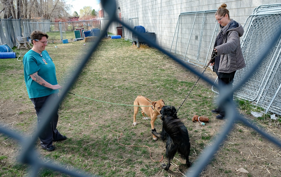 (Francisco Kjolseth  |  The Salt Lake Tribune) Maranda Weathermon, left, director of the West Valley City Animal Shelter and Tess Hartwell, New Hope coordinator, allow Red, left, and Amy to meet for the first time before taking off to play as Amy's owner looks to adopt Red into her family on Thursday, April 2, 2020, following a dog-to-dog introduction. Despite numerous restrictions in place due to COVID-19, adoption numbers seem to be up.