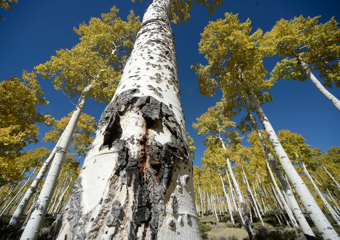 (Al Hartmann  |  The Salt Lake Tribune)     
At 106 acres, Pando is the largest known aspen clone, and the most massive living thing known on earth. Its trees are united by a single root system. Scientists say deer are voraciously eating Pando's new sprouts, preventing the clone from regenerating. It could deteriorate beyond recovery in less than 20 years, they warn.