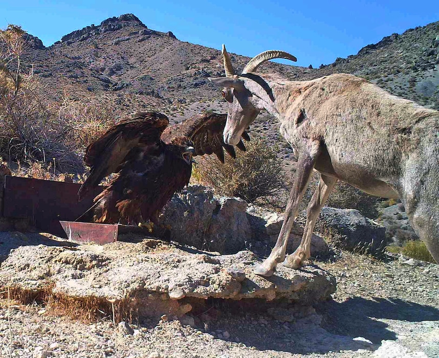 (U.S. Fish and Wildlife Service via AP) In this 2012 photo from a U.S. Fish and Wildlife Service motion-activated camera, a golden eagle confronts a desert bighorn sheep at Desert National Wildlife Refuge in Nevada. The massive refuge north of Las Vegas established to protect desert bighorn sheep is severely understaffed, according to advocates and employees.