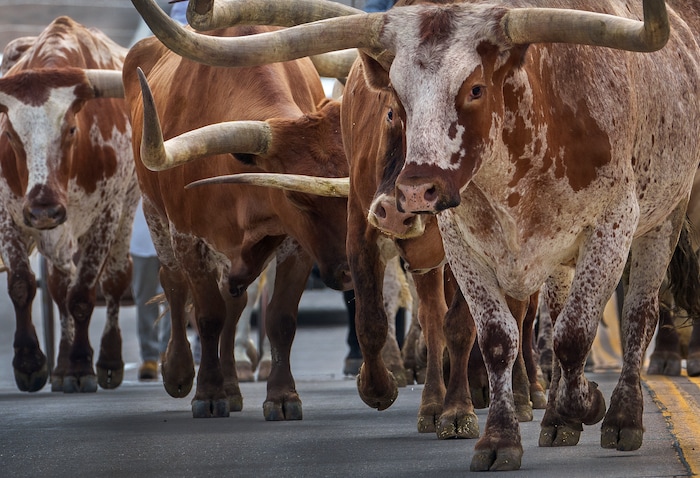 (Leah Hogsten | The Salt Lake Tribune) To kick off the start of Utah's Days of '47 rodeo week, Governor Spencer Cox, First Lady Abby Cox and working ranglers drove a herd of longhorn cattle from the heart of Salt Lake City to the  Utah Fair Park, Tuesday, July 19, 2022.