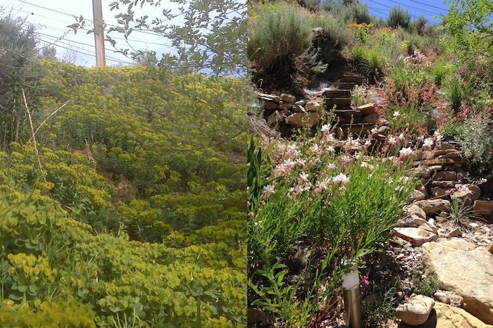 (Erin Alberty | The Salt Lake Tribune) Starting in 2010, reporter Erin Alberty and her husband eradicated a carpet of invasive Myrtle Spurge from their backyard in Salt Lake City, and replaced it with a garden of plants from the American West. Here are  images of the same site in 2010 and in 2013.