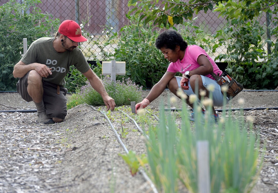 (Al Hartmann  |  The Salt Lake Tribune) Garden manager James Loomis works with Ira at the Wasatch Community Gardens' Green Team farm on Wednesday, Aug. 2, thinning and weeding young beets. He works with a group of homeless and formerly homeless women tending a 1.5-acre vegetable farm on land own by the Salt Lake City's Redevelopment Agency. The women are paid as they learn about agriculture and business, and they receive a break from the stresses of daily life.