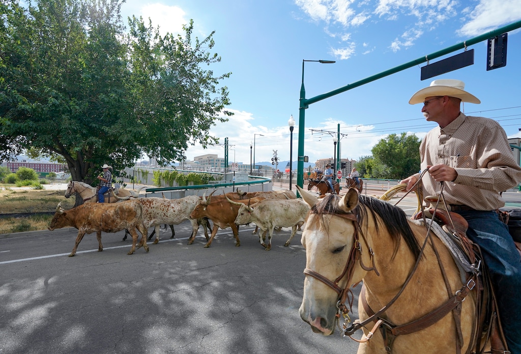 (Chris Samuels | The Salt Lake Tribune) Cattle are led to the Utah State Fairgrounds ahead of the Days of 47 Rodeo in Salt Lake City, Monday, July 21, 2025.