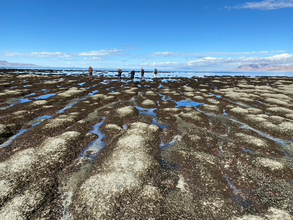 (Westminster College) Scientists and students search for brine shrimp in a field of exposed microbialites at the Great Salt Lake on Oct. 25, 2022. Microbialites and brine flies are vital components that support millions of migrating birds each year at the Great Salt Lake, but that food web is collapsing due to low water levels and rising salinity.
