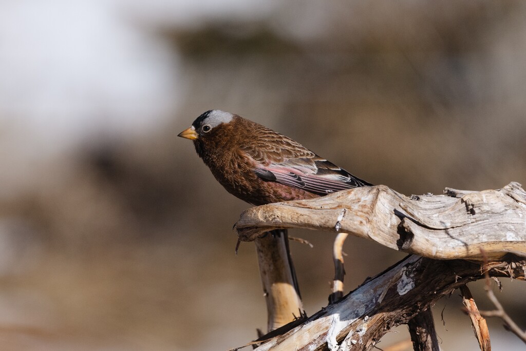 (Sierra Hastings) A gray-crowned rosy finch photographed during a state Division of Wildlife Resources viewing event in Vernal on Saturday, Feb. 8.