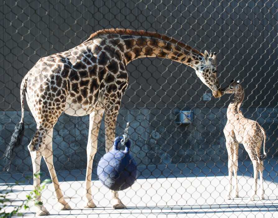 (Rick Egan  |  The Salt Lake Tribune file photo)  Pogo and her baby, Georgetta, who was born Sept. 17, 2018, at Hogle Zoo. Pogo, along with an unborn male calf, died unexpectedly on Monday, Jan. 6, 2020.